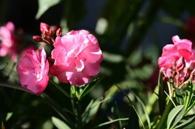 Bahçede pembe güller