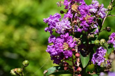 Bahçedeki güzel mor çiçekler