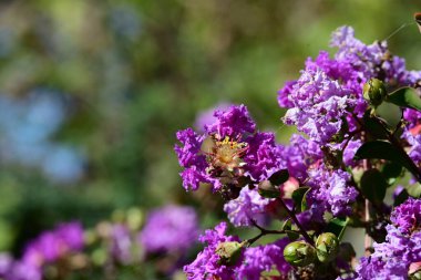 Bahçedeki güzel mor çiçekler