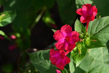 Bahçede büyüyen kırmızı çiçekler