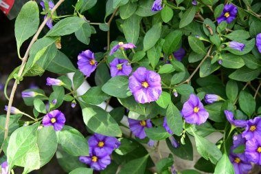 Bahçedeki güzel mor çiçekler