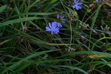 Bahçedeki güzel mor çiçekler