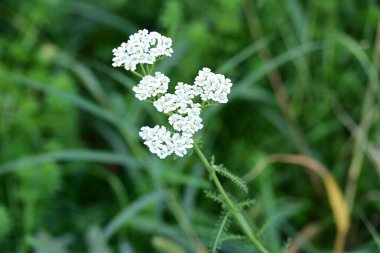 Bahçedeki güzel beyaz çiçekler