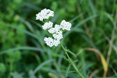 Bahçedeki güzel beyaz çiçekler