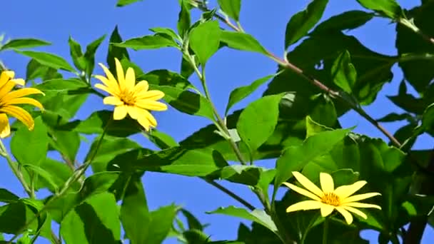 Красиві Жовті Квіти Фоні Блакитного Неба — стокове відео