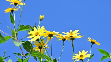 Mavi arkaplanda güzel sarı çiçekler