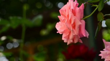 Bahçede büyüyen pembe gül