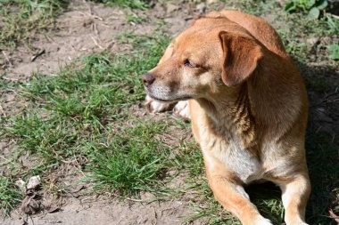 Bahçedeki çimlerin üzerinde bir köpek