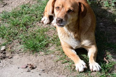 Bahçedeki çimlerin üzerinde bir köpek