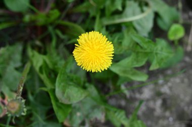 Bahçedeki güzel sarı çiçekler