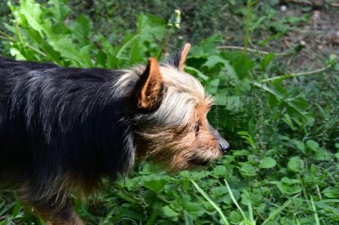 Bahçedeki çimlerin üzerinde bir köpek