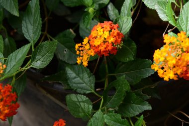 Bahçedeki güzel portakal çiçekleri