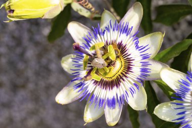 Bahçede güzel mor bir çiçek var.