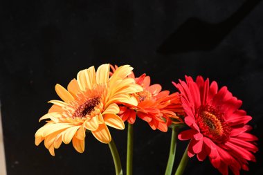 Koyu arkaplanda güzel Gerbera çiçekleri