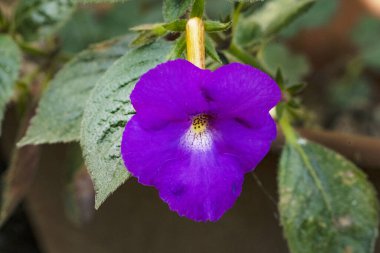 Bahçedeki güzel mor çiçekler