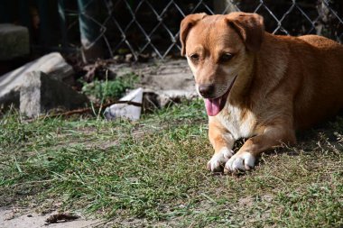 Bahçedeki çimlerin üzerinde bir köpek
