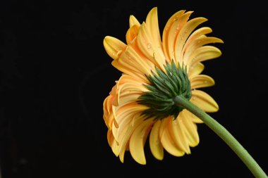 güzel sarı gerbera çiçeği siyah arkaplanda