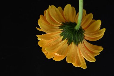 güzel sarı gerbera çiçeği siyah arkaplanda