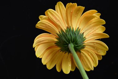 güzel sarı gerbera çiçeği siyah arkaplanda