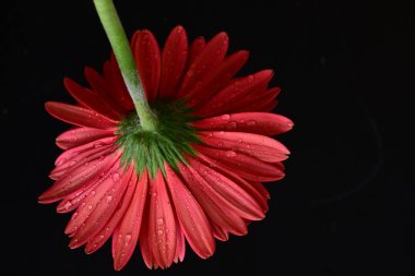 Siyah arkaplanda kırmızı gerbera çiçeği