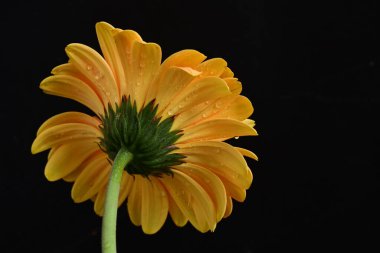 güzel sarı gerbera çiçeği siyah arkaplanda