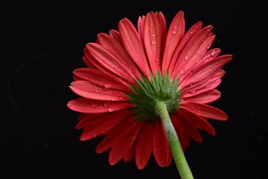 Siyah arkaplanda kırmızı gerbera çiçeği