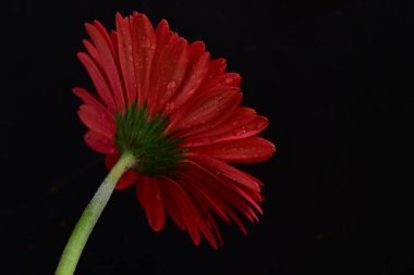 Siyah arkaplanda kırmızı gerbera çiçeği