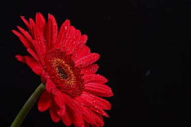 Siyah arkaplanda kırmızı gerbera çiçeği