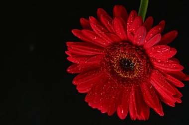 Siyah arkaplanda kırmızı gerbera çiçeği
