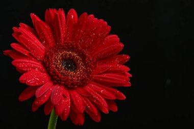 Siyah arkaplanda kırmızı gerbera çiçeği