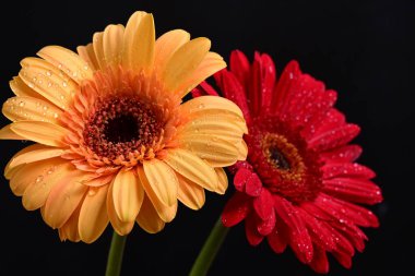 Koyu arkaplanda güzel Gerbera çiçekleri