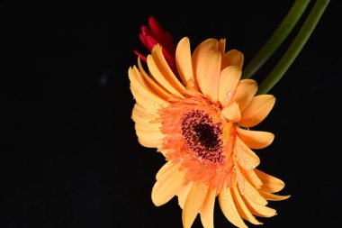 Koyu arkaplanda güzel Gerbera çiçekleri