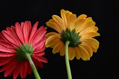 Koyu arkaplanda güzel Gerbera çiçekleri