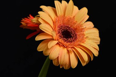 Koyu arkaplanda güzel Gerbera çiçekleri