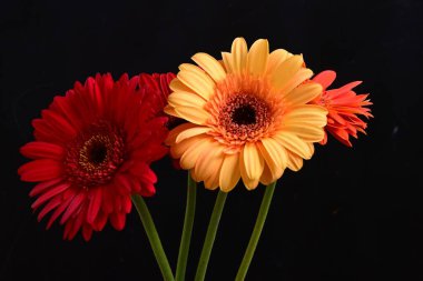 Koyu arkaplanda güzel Gerbera çiçekleri
