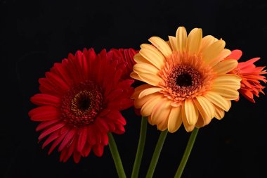 Koyu arkaplanda güzel Gerbera çiçekleri