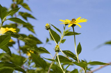 Bahçede büyüyen güzel çiçekler