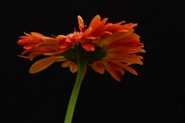 Koyu arkaplanda güzel Gerbera çiçeği