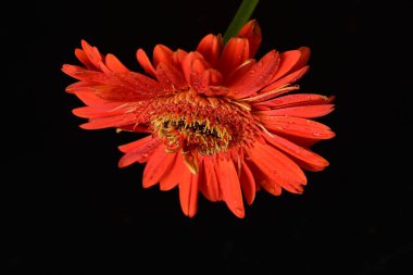 Koyu arkaplanda güzel Gerbera çiçeği