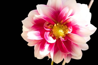 koyu arka plan üzerinde güzel bir çiçek