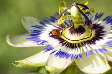 Güzel çiçek bahçede büyüyen 