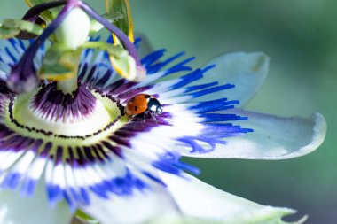 Güzel çiçek bahçede büyüyen 