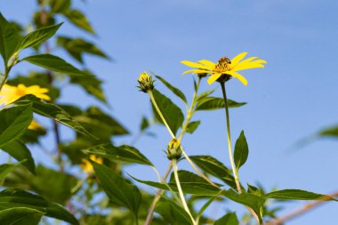 Bahçede büyüyen güzel çiçekler