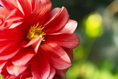 Güzel çiçek bahçede büyüyen 