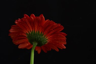 Koyu arkaplanda güzel Gerbera çiçeği