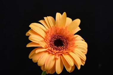 beautiful gerbera   flower on dark background