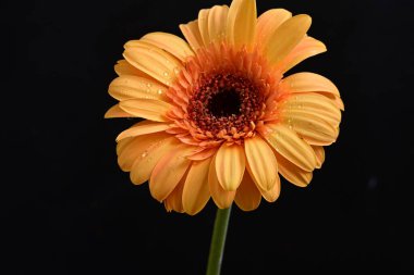 Koyu arkaplanda güzel Gerbera çiçeği