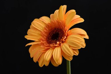 Koyu arkaplanda güzel Gerbera çiçeği