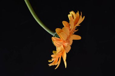 Koyu arkaplanda güzel Gerbera çiçeği