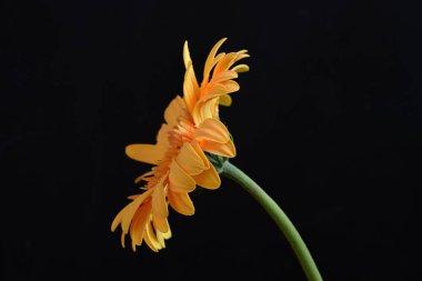 Koyu arkaplanda güzel Gerbera çiçeği